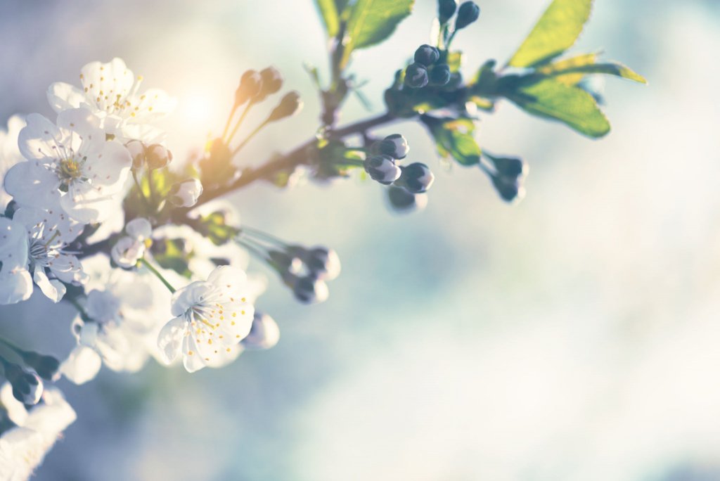 Cherry Blossom